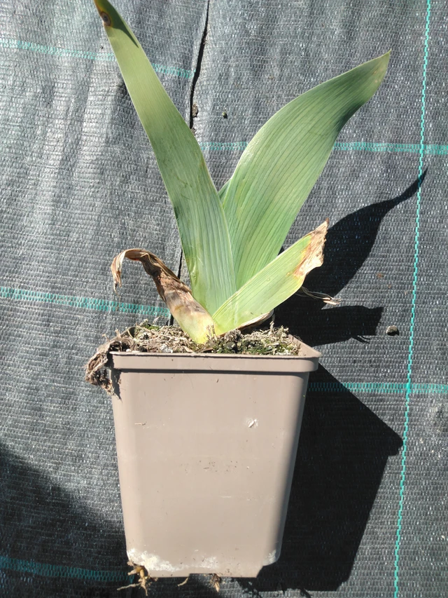 Kosatec Rosa - 3. 4. 2025