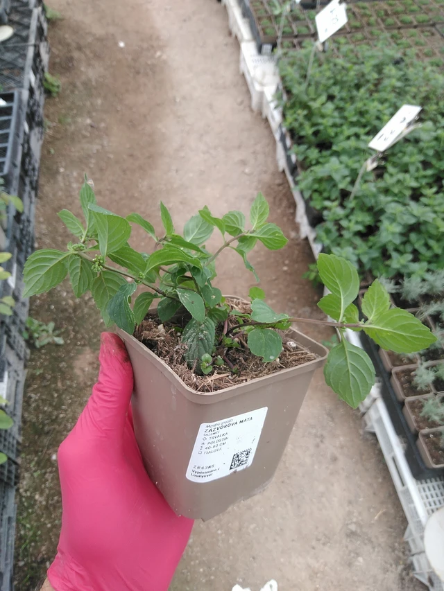 Inkivääriminttu - 29. 7. 2025