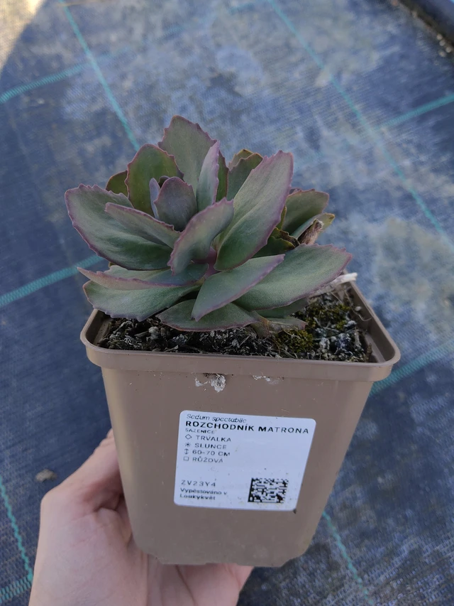 Sedum Matrona - 27. 3. 2026