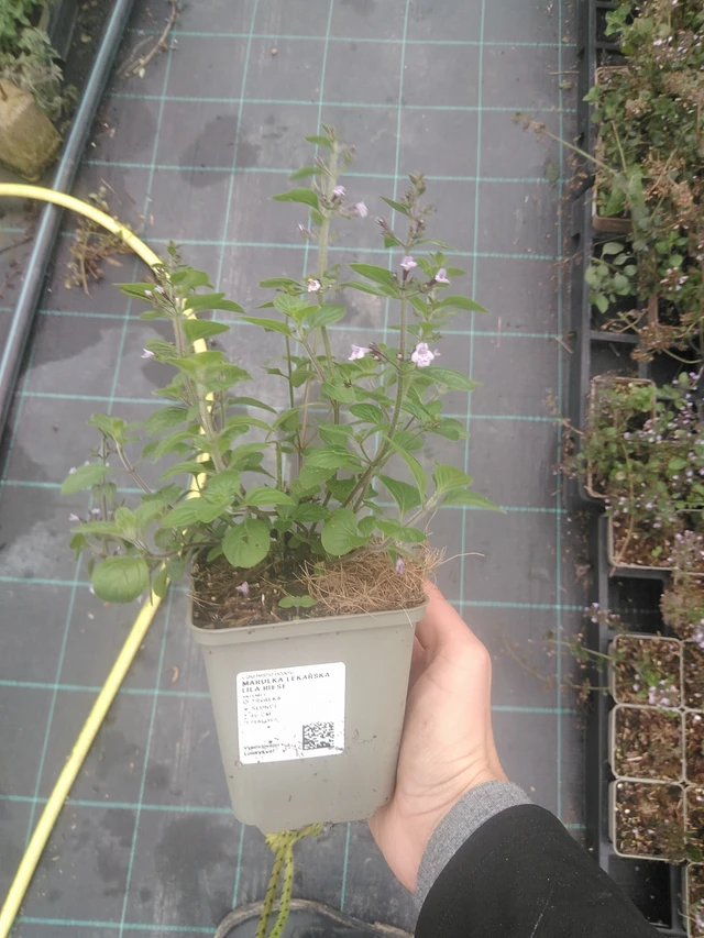 Käenminttu Lila Riese - 10. 10. 2025