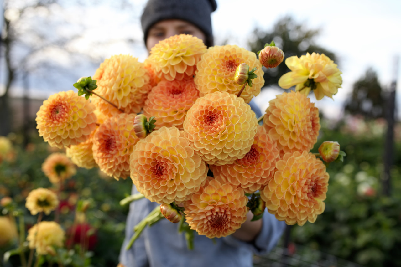 Dália Blyton Softer Gleam, Loukykvět