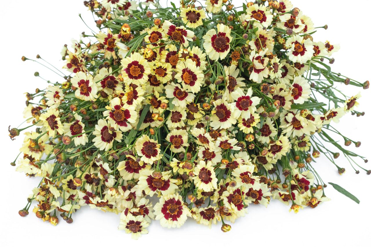 Coreopsis Corusco Cream Red, Loukykvět