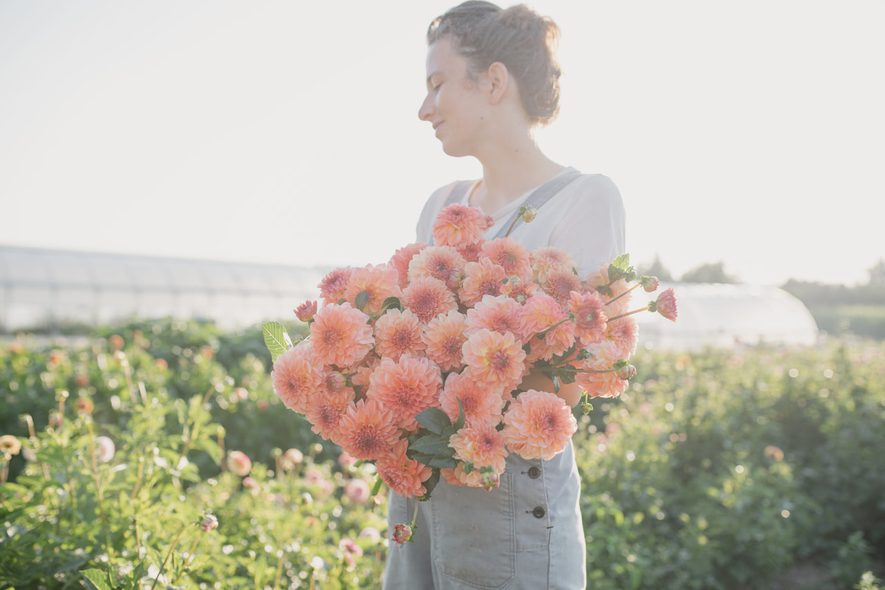 Daalia Sebastian, Loukykvět