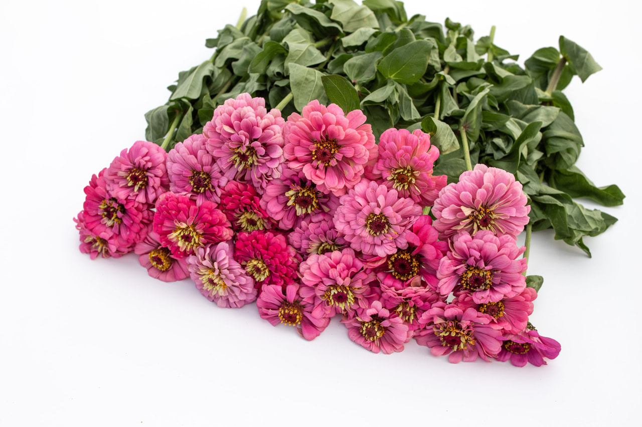 Zinnia Super Yoga Rose, Loukykvět