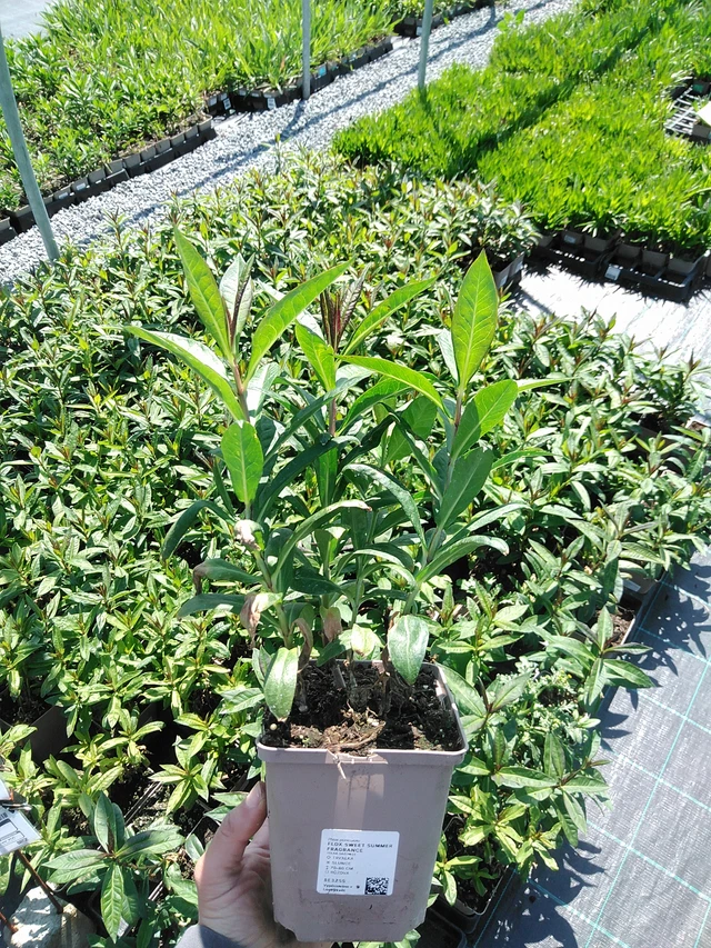 Syysleimu Sweet Summer Fragrance - 13. 5. 2025