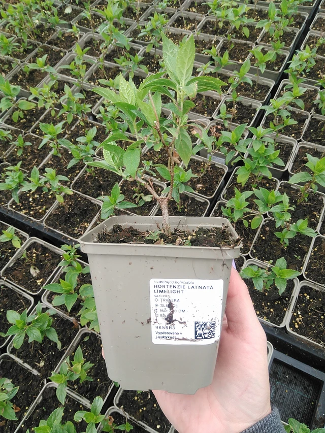 Syyshortensia Limelight - 9. 6. 2025