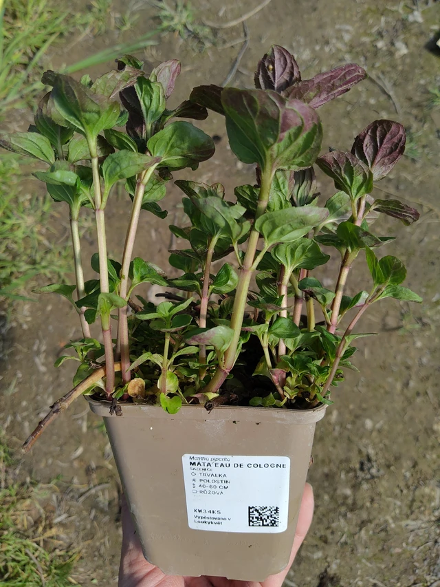 Minttu Eau de Cologne - 27. 3. 2026