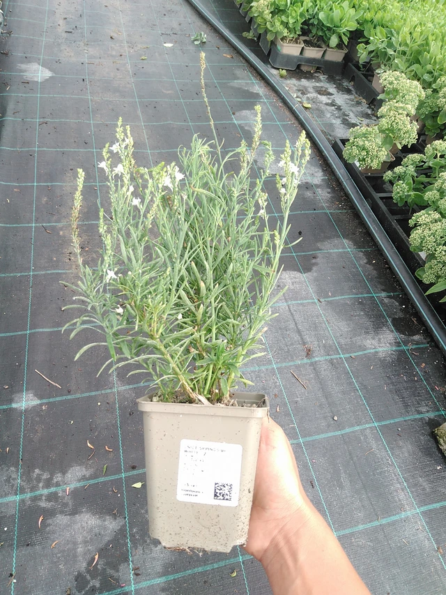 Linaria Springside White - 10. 9. 2025