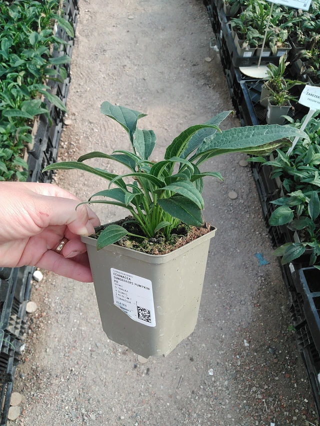 Echinacea SunSeekers Pumpkin Pie - 19. 8. 2025