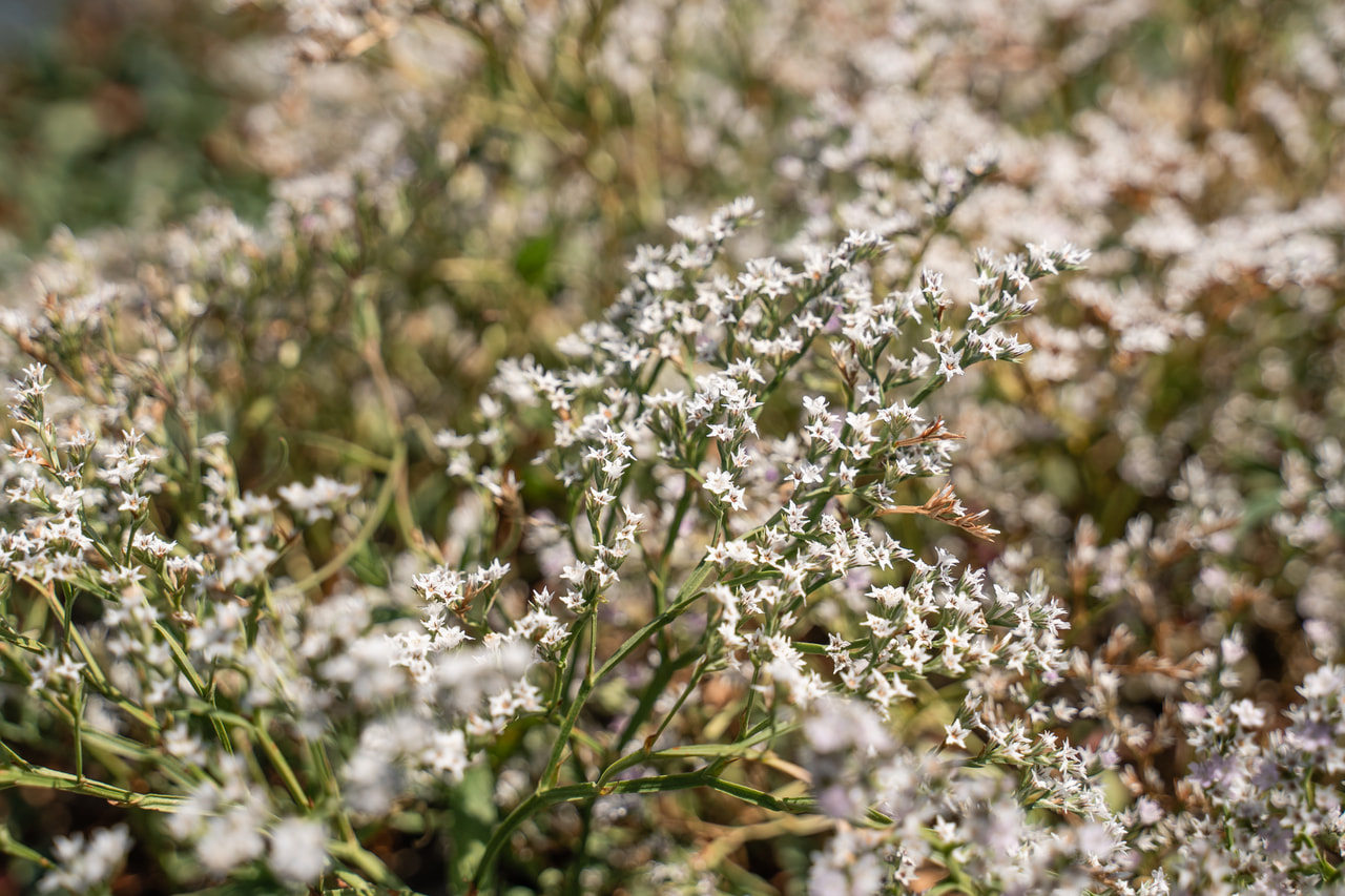 Limonium tataricum, Loukykvět
