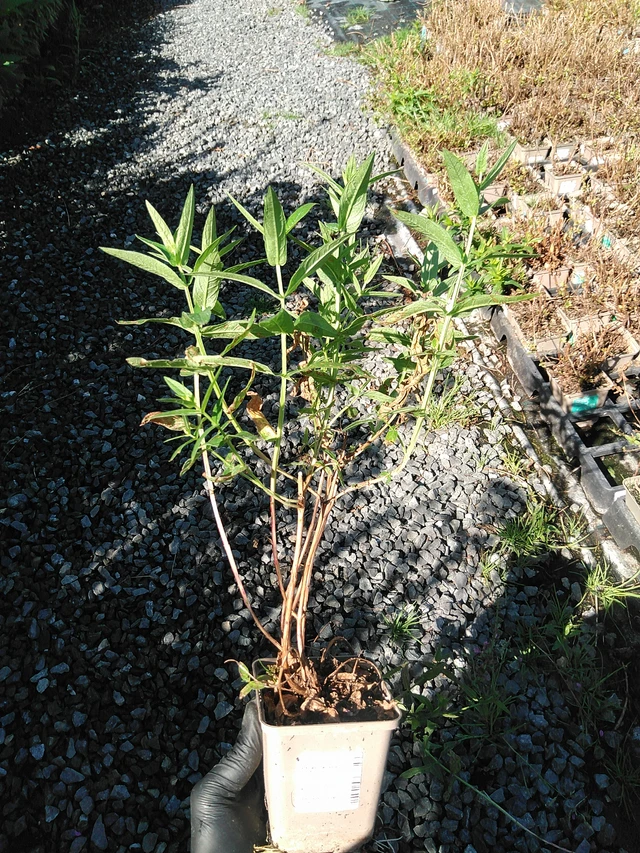 Rantakukka Robert - 19. 8. 2025