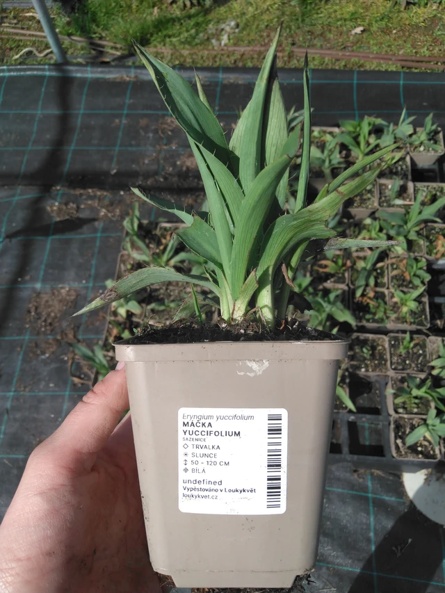 Piikkiputki yuccifolium - 2024