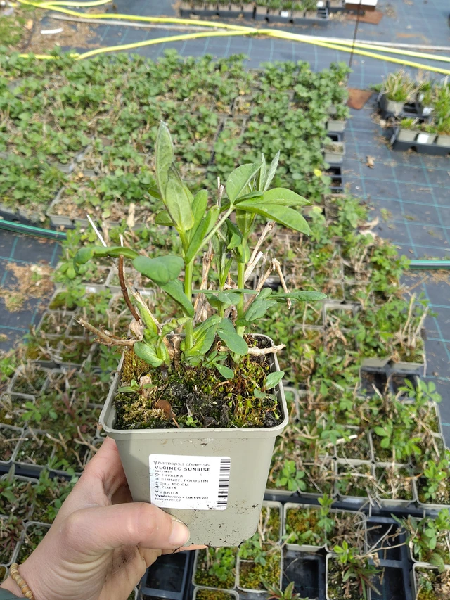 Revonpapu Sunrise - 21. 4. 2026