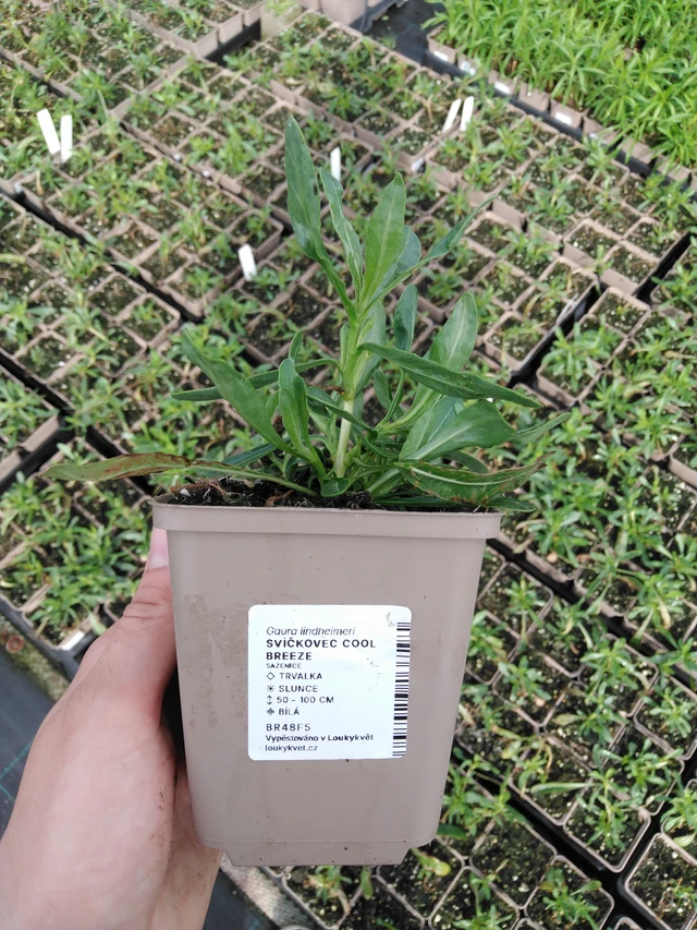 Kesäkynttilä Cool Breeze - 2024