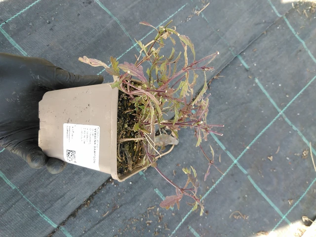 Verbena Bampton - 19. 8. 2025