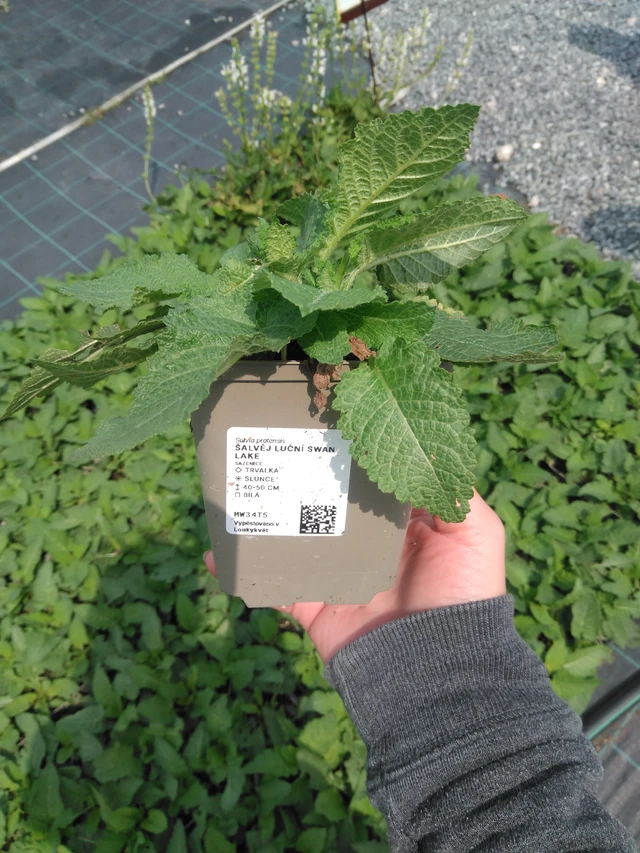 Salvia pratensis Swan Lake - 9. 6. 2025