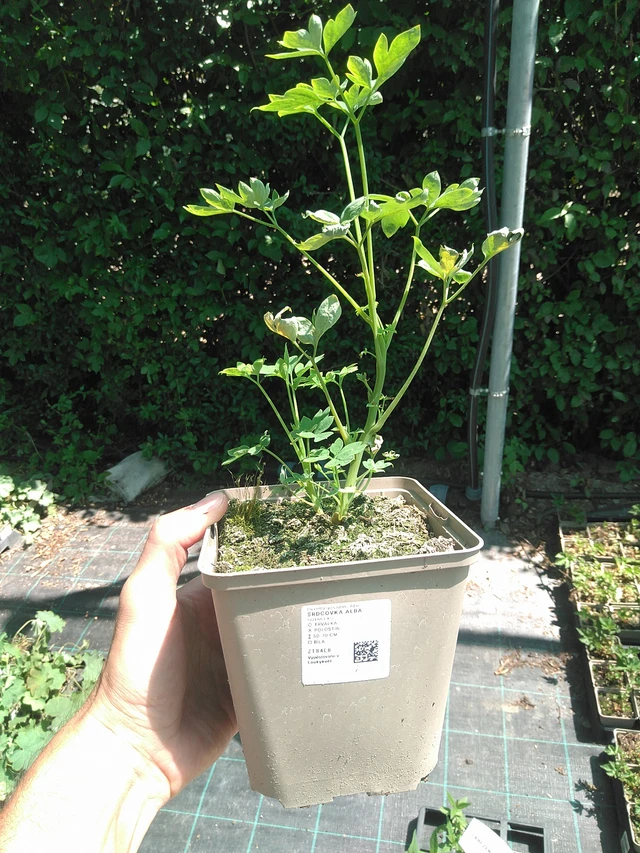 Corazón de María Alba - 24. 6. 2025