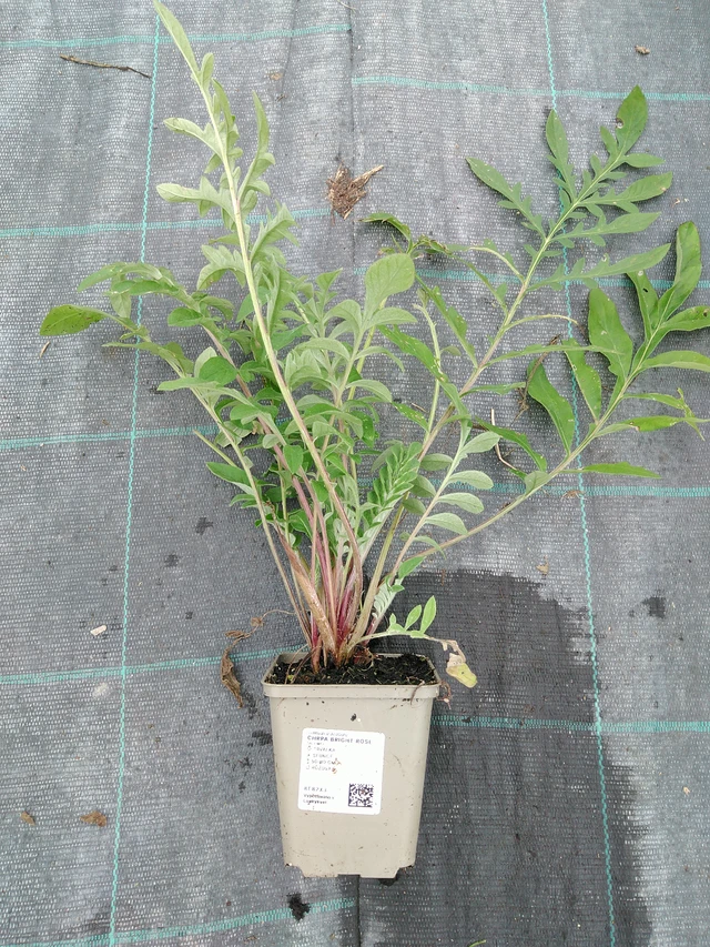 Ruiskaunokki Bright Rose - 10. 9. 2025