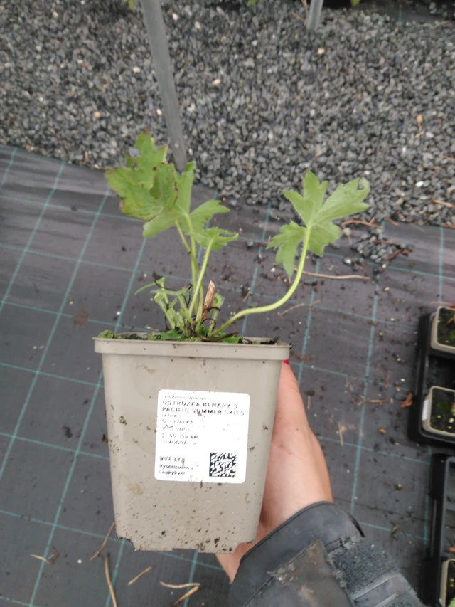 Ritarinkannus Benary’s Pacific Summer Skies - 10. 9. 2025