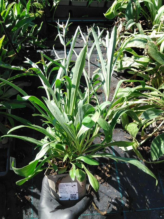 Partapipo Twizzle Purple - 19. 8. 2025