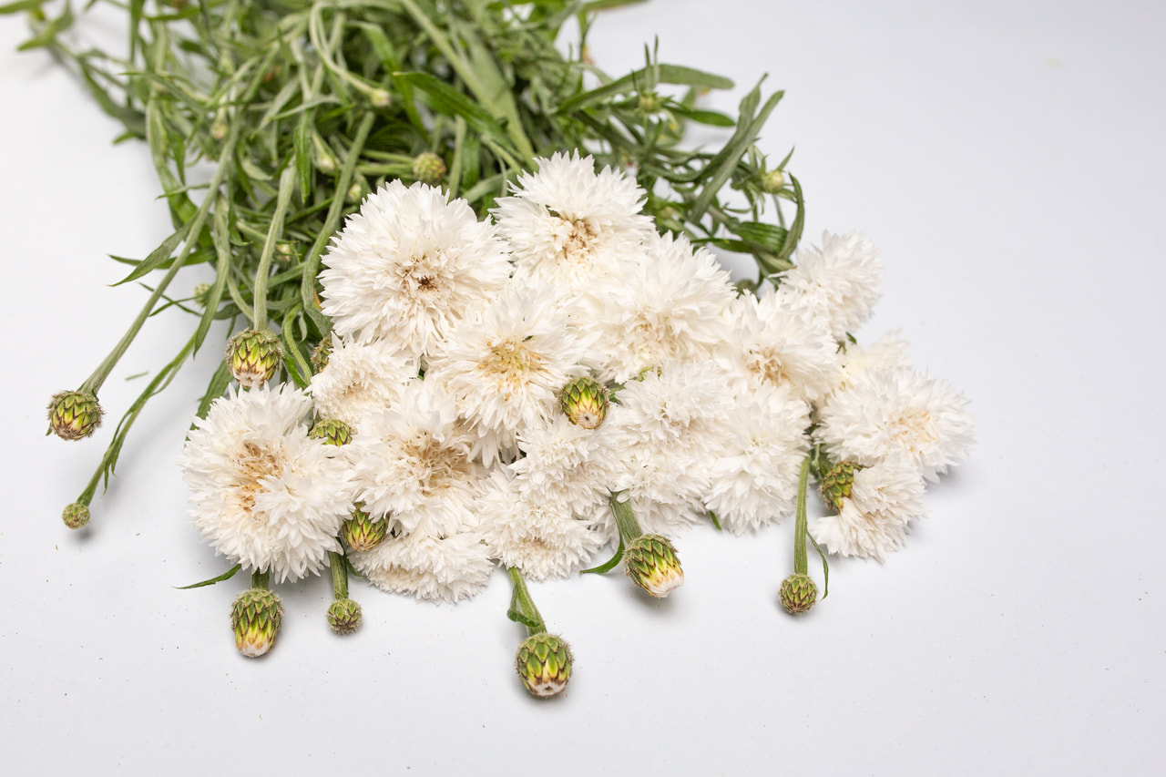 Aciano Tall Double Snowman, Loukykvět