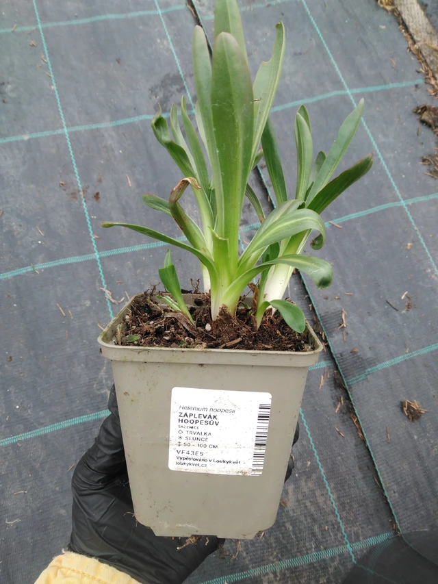 Komeahohdekukka - 1. 4. 2026