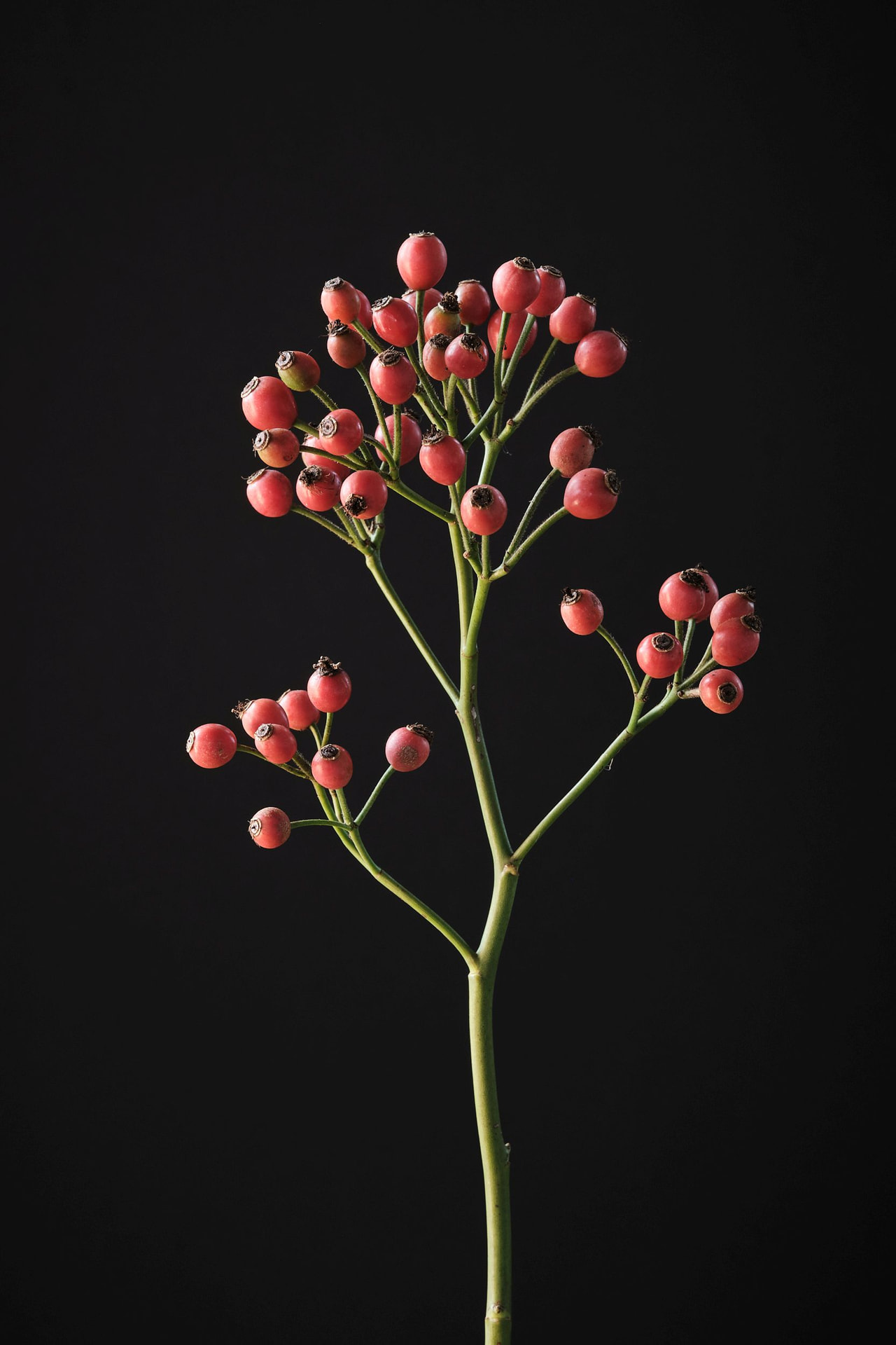 Ruusu Magical Autumn’s Glory, Loukykvět