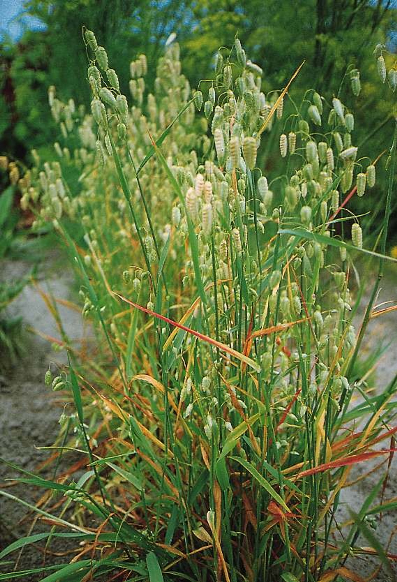 Třeslice větší, Loukykvět