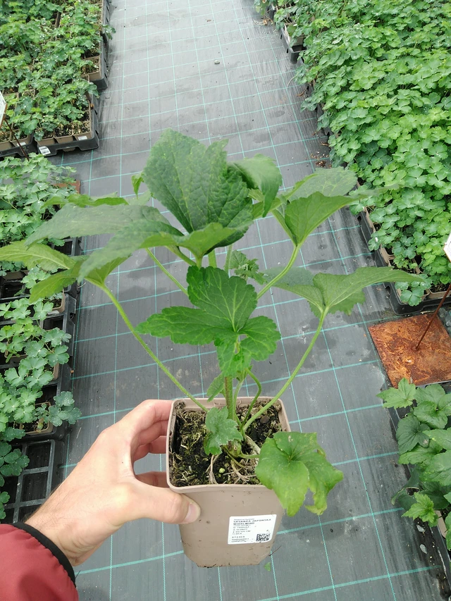 Syysvuokko Whirlwind - 28. 7. 2025