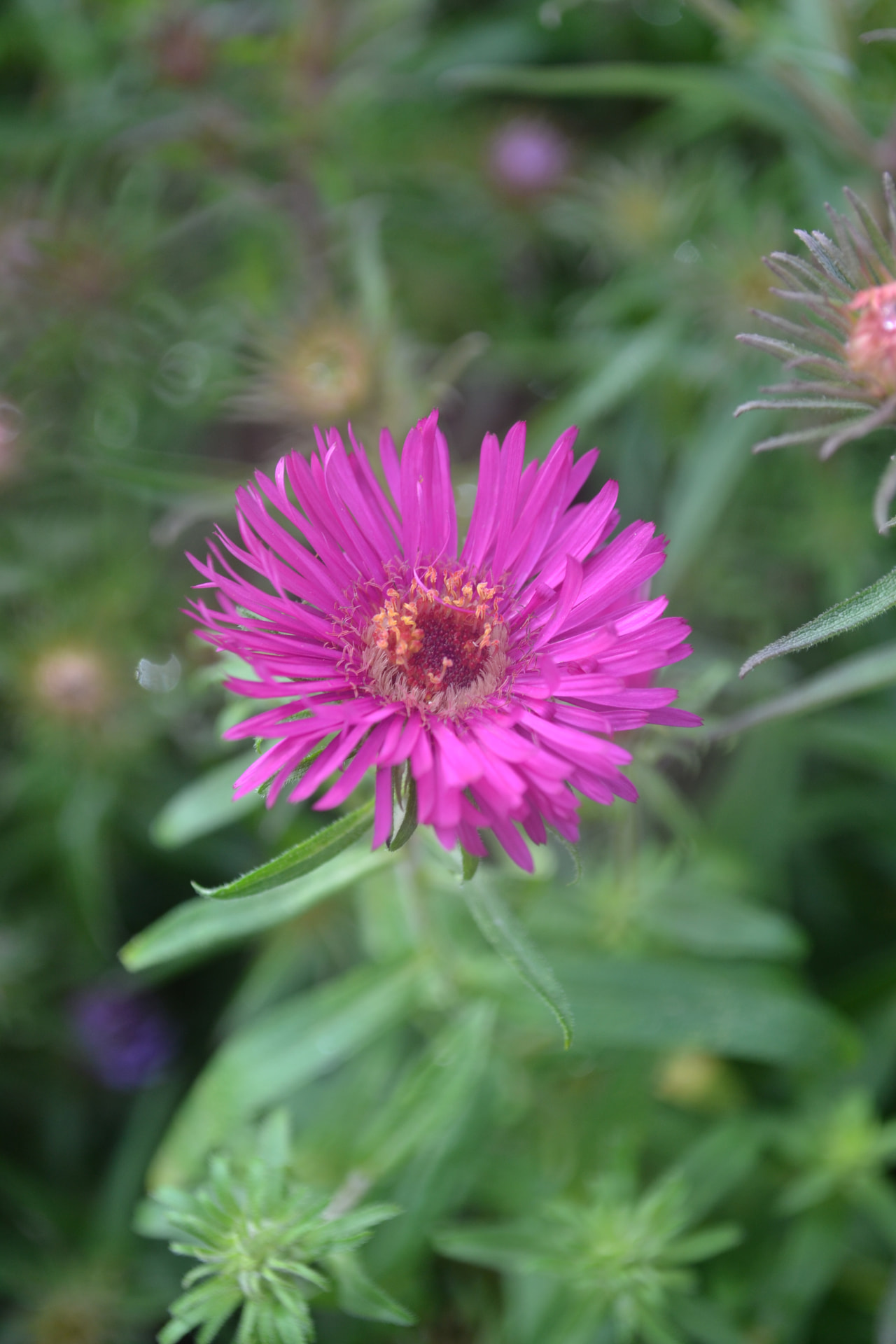 Syysasteri Septemberrubin, Loukykvět