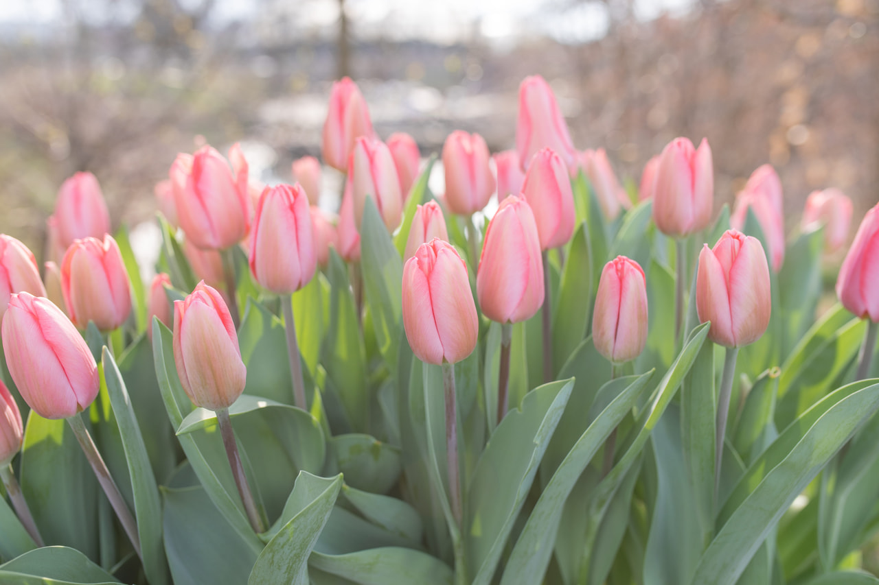 Tulppaani Barre Alta, Loukykvět