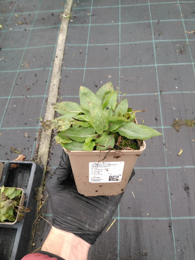 Peurankello Joan Elliott - 23. 10. 2025