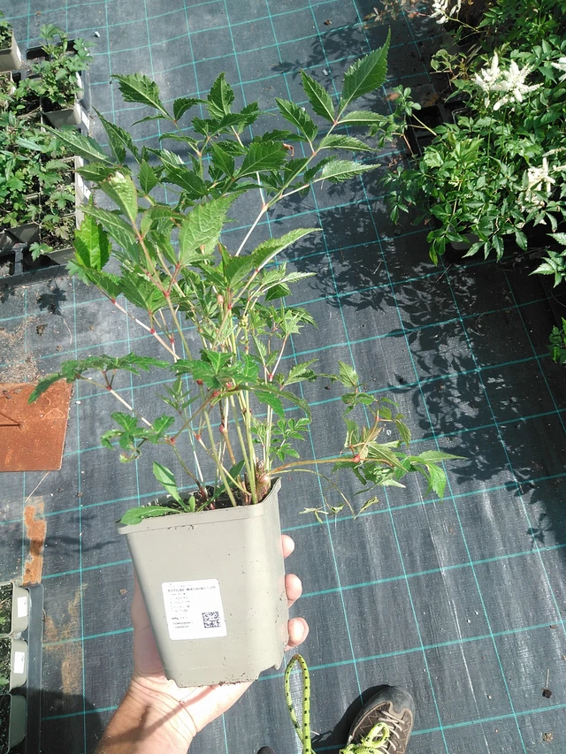 Jaloangervo Washington - 24. 6. 2025