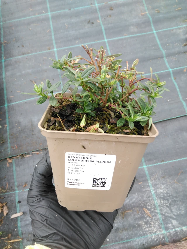 Päivännouto Sulphureum Plenum - 1. 4. 2026