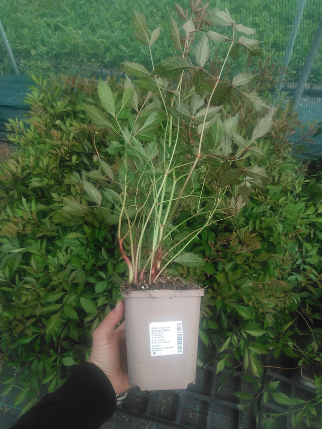 Jaloangervo Erika - 2024