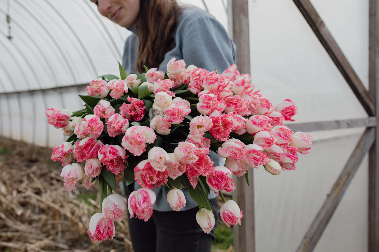 Tulppaani Neglige, Loukykvět