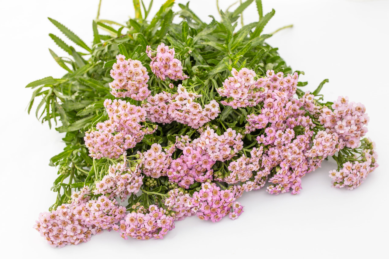 Siankärsämö Love Parade, Loukykvět