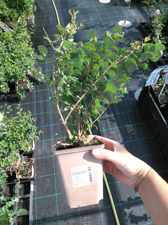 Symphoricarpos Magical Red Riding Hood - 11. 7. 2025