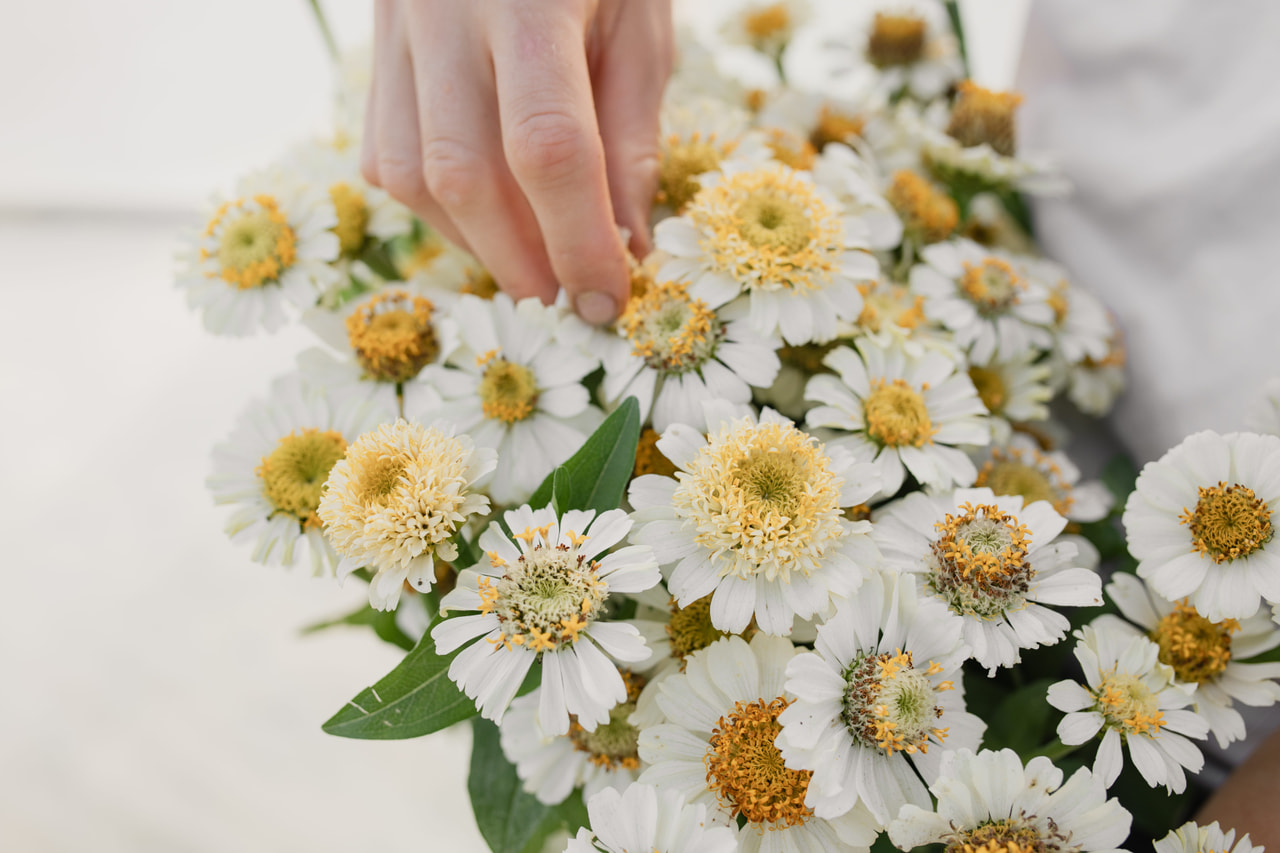 Pruudisõlg Zinderella White, Loukykvět