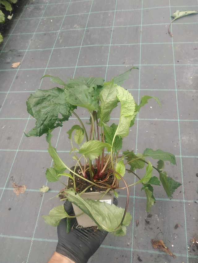 Valkoasteri Eastern Star - 10. 9. 2025