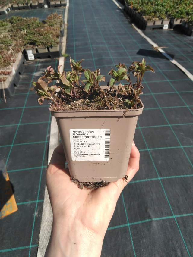 Väriminttu Schneewittchen - 3. 4. 2025