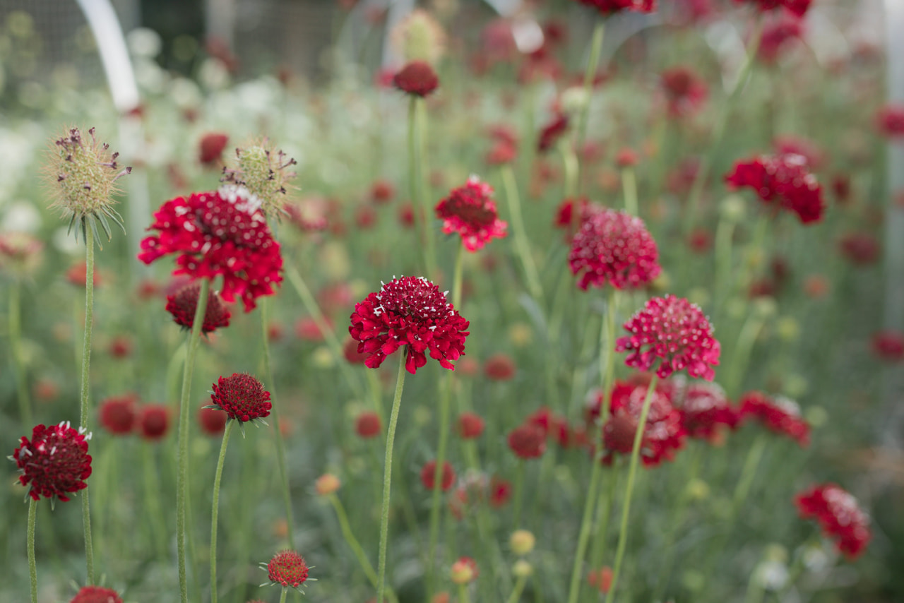 Escabiosa QIS Deep Red, Loukykvět