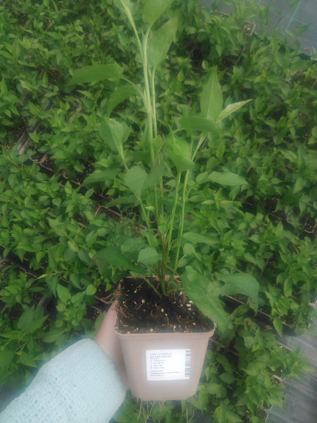 Kiinanasteri Ideal - 2024