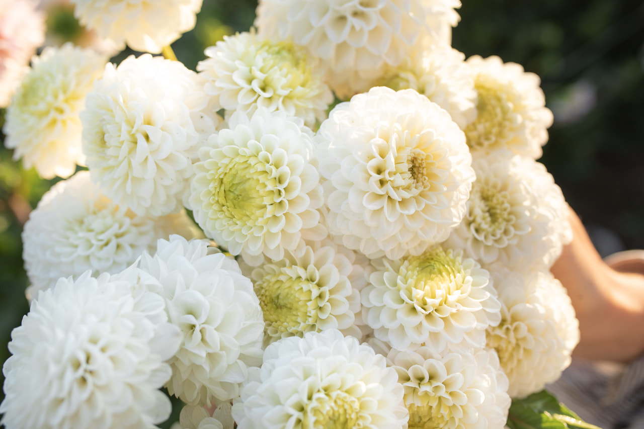 Dalia Caro, Loukykvět