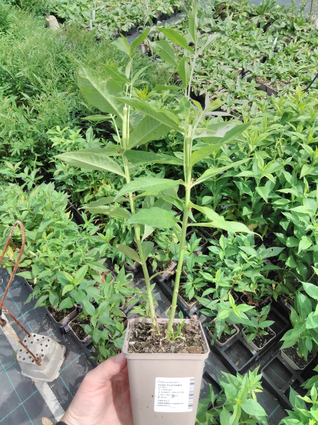 Syysleimu Fujiyama - 2024