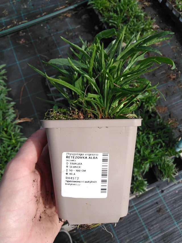 Kellopeippi Alba - 2024