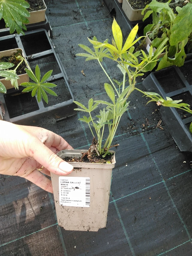 Lupino Gallery White - 19. 8. 2025