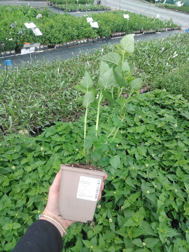 Iiso Alabaster - 2024