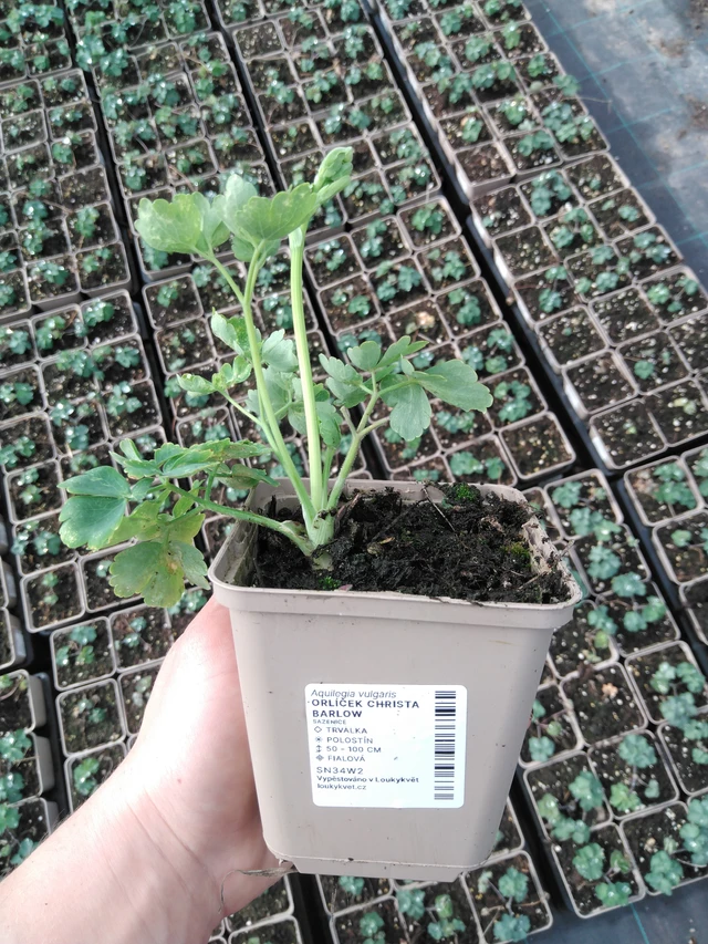 Aguileña Christa Barlow - 2024