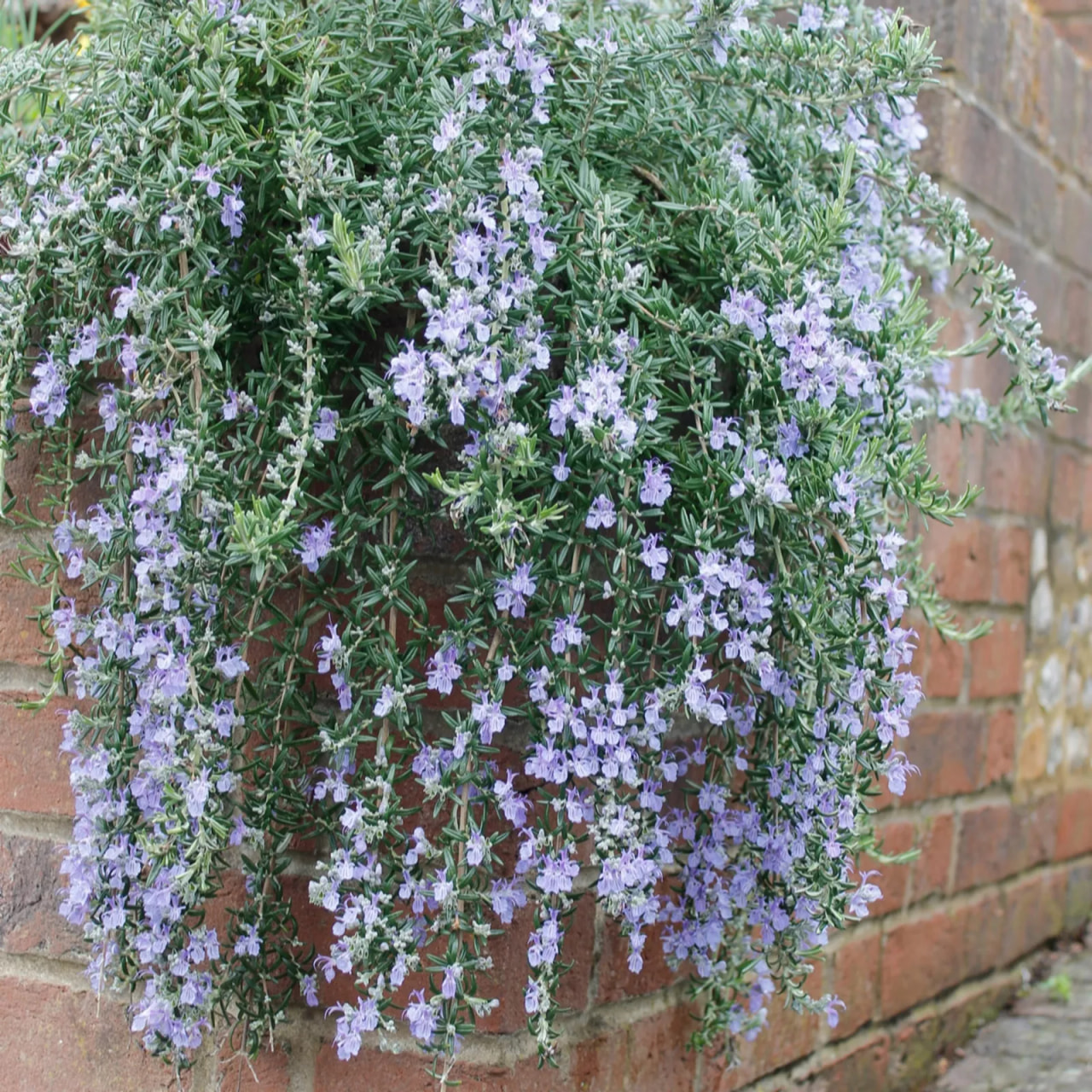 Rosmariini Blue Cascade, Loukykvět